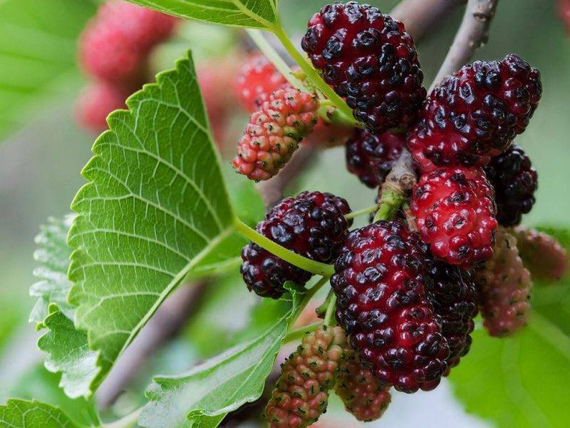 Шелковица купить саженцы из питомнике в Дзержинске