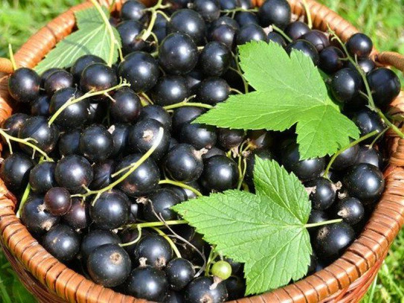 Смородина купить саженцы из питомника в Дзержинске