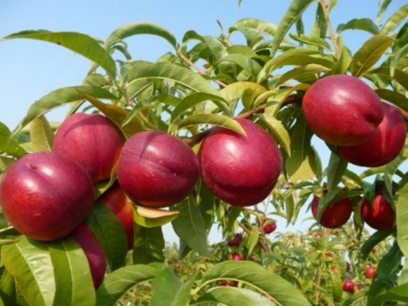 Нектарин купить саженцы из питомника в Дзержинске