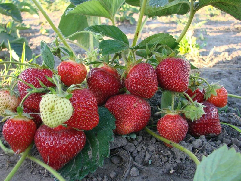 Клубника купить саженцы из питомника в Дзержинске