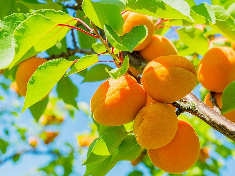 Абрикос купить саженцы из питомнике в Дзержинске