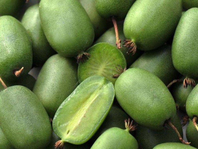 Актинидия купить саженцы из питомнике в Дзержинске