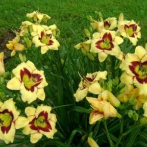 Лилейник "ЭЛЬ ДЕСПЕРАДО"
