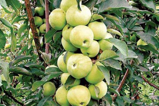 Яблоня колоновидная "ДИАЛОГ"
