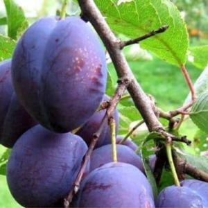 Слива "ВЕНГЕРКА МОСКОВСКАЯ"